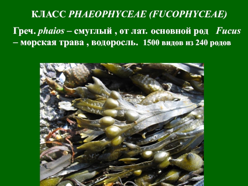 Класс Fucophyceae. Водоросли класса Phaeophyceae. Phaeophyceae особенности. Фукус адаптации. Фукус отдел