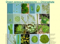 Отдел зеленые водоросли — Chlorophyta