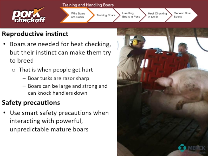 Reproductive instinctBoars are needed for heat checking, but their instinct can make them try to breedThat is