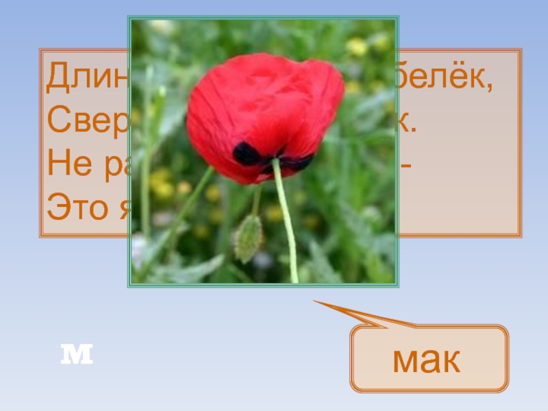 Мак м1. Длинный тонкий стебелек сверху алый огонек. Длинный тонкий стебелек, сверху – алый огонек. Не растенье, а Маяк.. Рокслайд Мак. Назначение буквы м у мака.