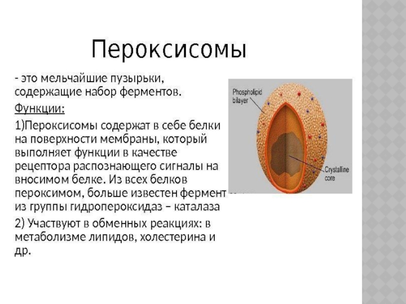 1 мембрана органоиды. Основная функция пероксисом клетки. Строение и функции пероксисом. Пероксисомы строение и функции. Пероксисомы функции.