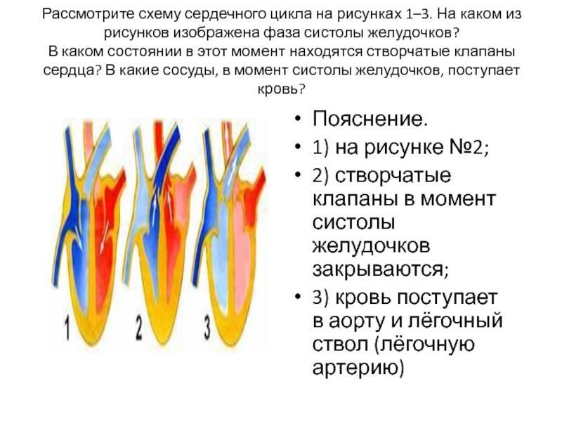 Фазы сердечного цикла схема