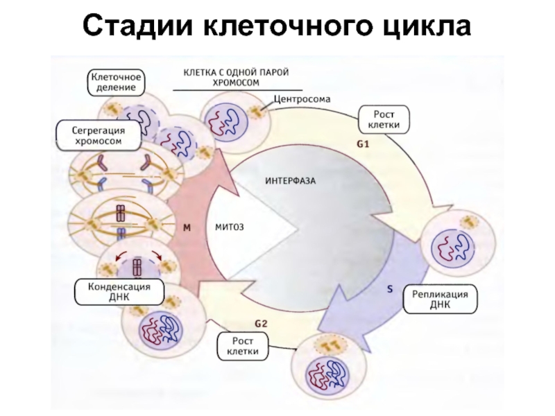 Жизненный цикл соматической клетки. Схема стадий жизненного цикла клетки. Фазы клеточного цикла схема. Фазы жизненного цикла клетки. Этапы жизненного цикла клетки.