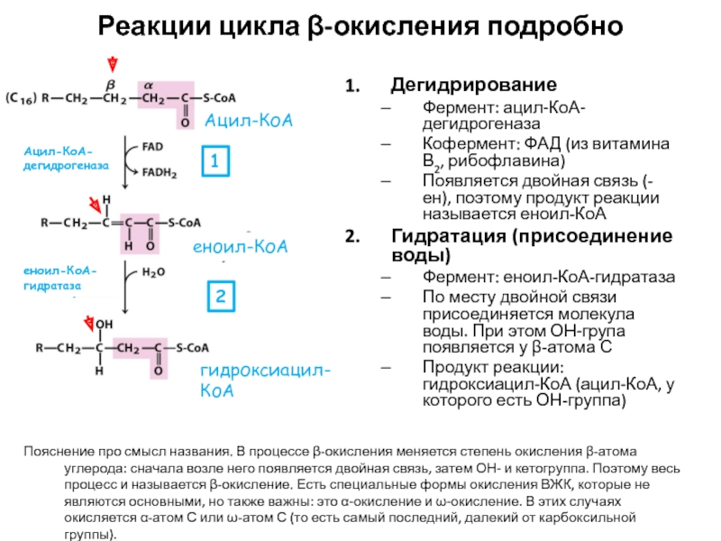 Схема бета окисление