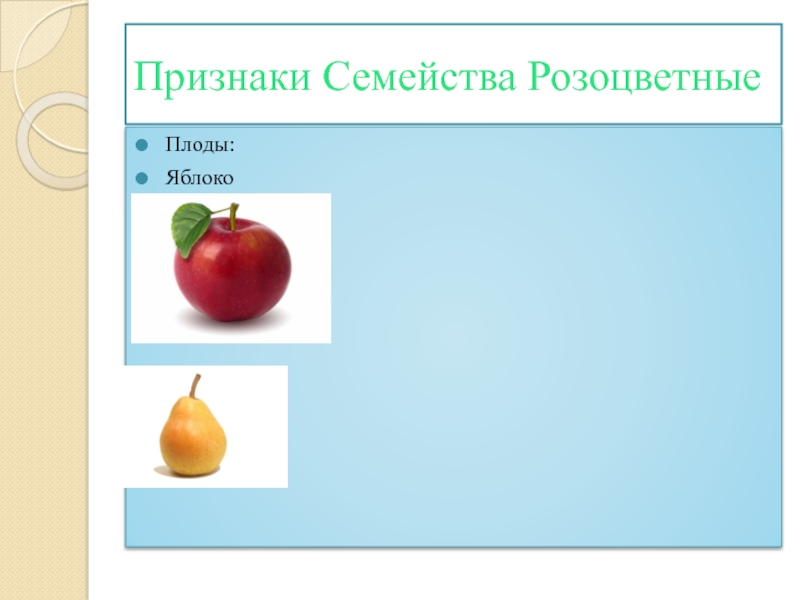 Семейство Розоцветные яблоко. Признаки плода яблоко. Розоцветные плод яблоко.