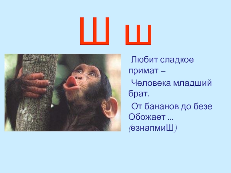 Ш ш	Любит сладкое примат – 	Человека младший брат. 	От бананов до безе Обожает ... (езнапмиШ)