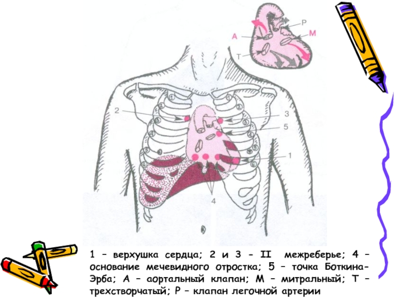 Аускультация сердца пропедевтика презентация