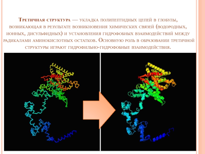 Гидрофобные связи белка. Третичная структура гидрофобные цепи. Образование дисульфидных связей между глобулами образование ионных. Третичная структура глобула водородные гидрофобные. В третичной структуре белка гидрофобные взаимодействия возникают.