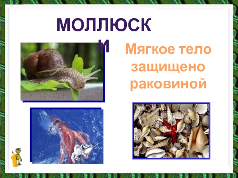 моллюскимоллюскиМягкое тело защищено раковиной