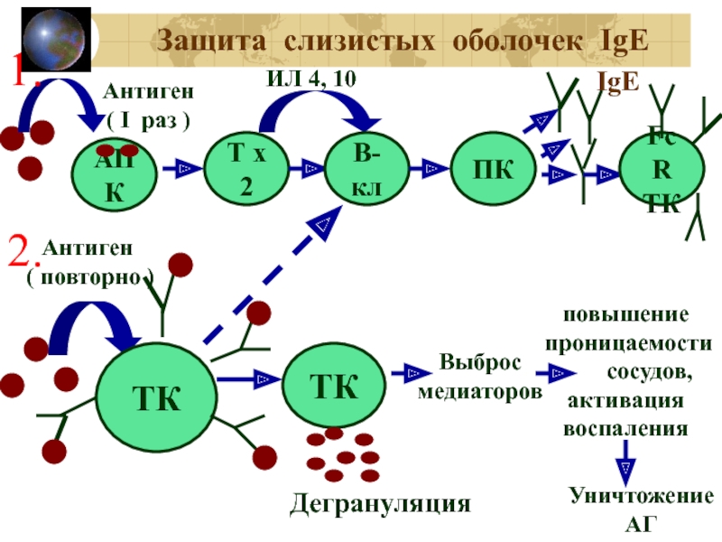 Фактор защиты слизистых оболочек. Растворимые антигены. Растворимые антигены примеры. E1 e2 антигены. Иммунная защита слизистых.