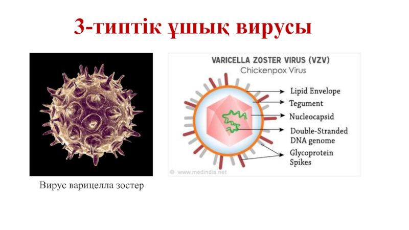 3-типтік ұшық вирусы