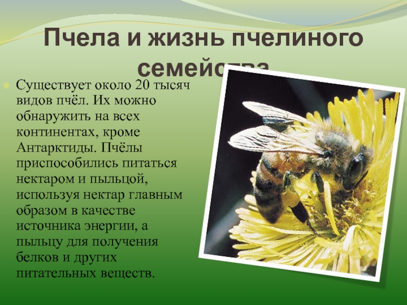 Жизнь пчел рабочих. Жизнь пчел. Интересные факты о пчелах. Образ жизни пчел. Пчелы и их жизнь.