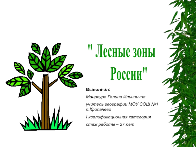 Лесные зоны России