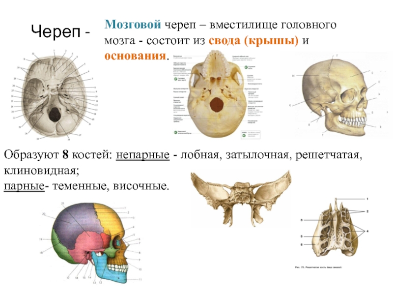 Кости черепа презентация анатомия