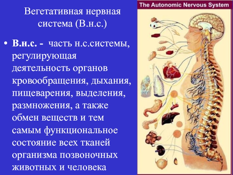 Регулирует работу внутренних органов какая нервная система. Вегетативная нервная система человека. Вегетативный отдел нервной системы регулирует. Вегетативная нервная система системы органов. Автономная нервная система.
