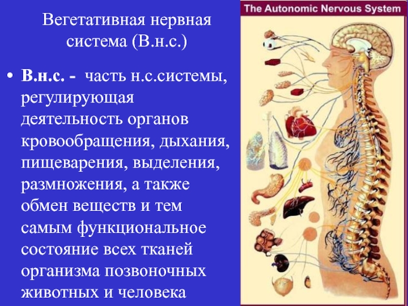 Вегетативная нервная система. Вегетативной нервная системы я. Вегетативная нервная система человека. Вегетативная система. Вегетативная система регулирует.