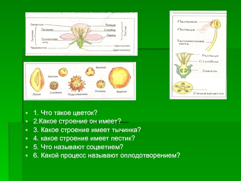 Какой процесс называют оплодотворением у растений. Какое строение имеет тычинка. Какое строение имеет пестик. Какой процесс называют оплодотворением. 1 Цветок.