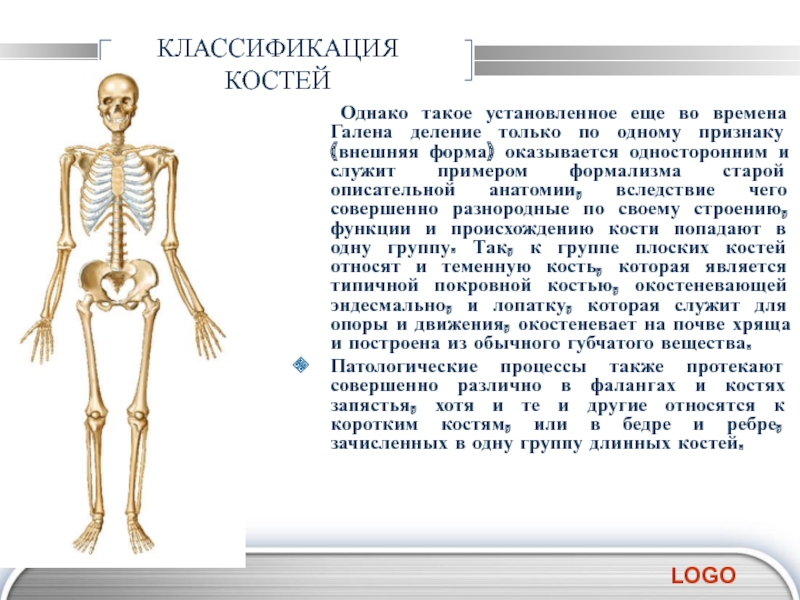 Для скелета не характерна. Классификация костей. Классификация костей человека. Классификация костей анатомия. Классификация костей по внешнему строению.