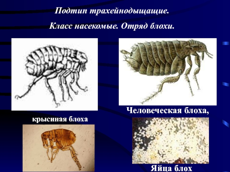 Отряд блохи презентация