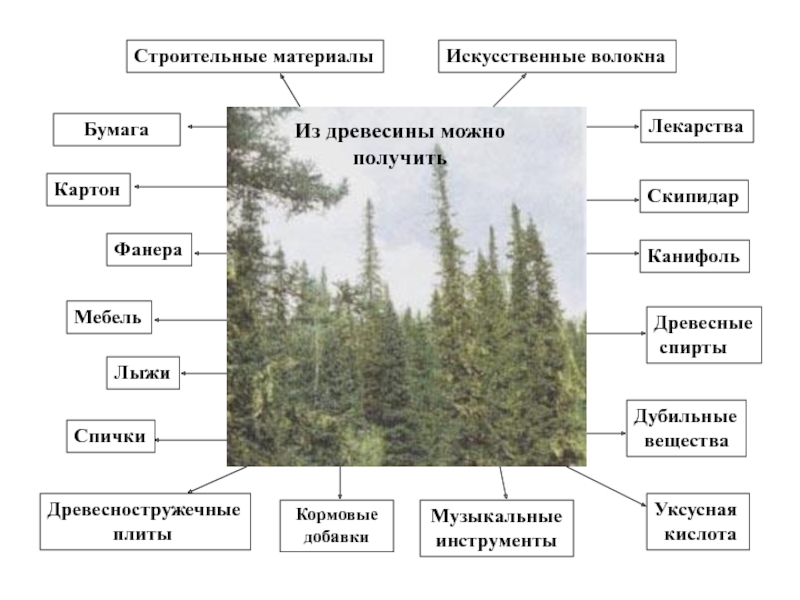 Тест лесные зоны россии. Лесные зоны России.
