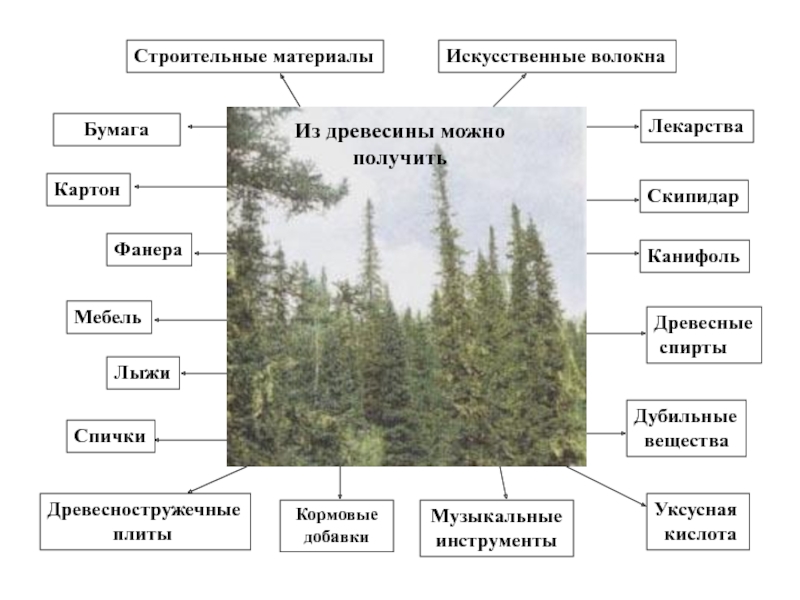 Кормовая база Лесной зоны.