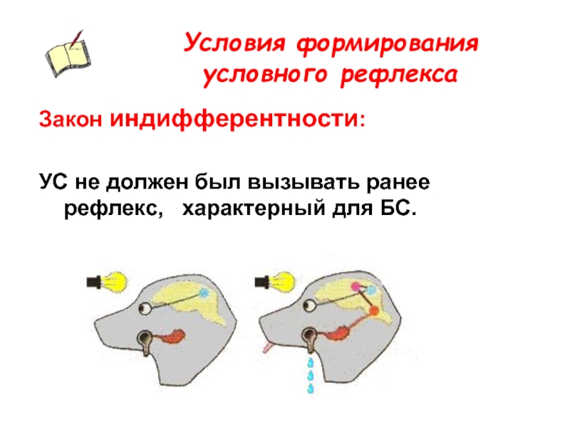 Возникновение и развитие условных рефлексов проект