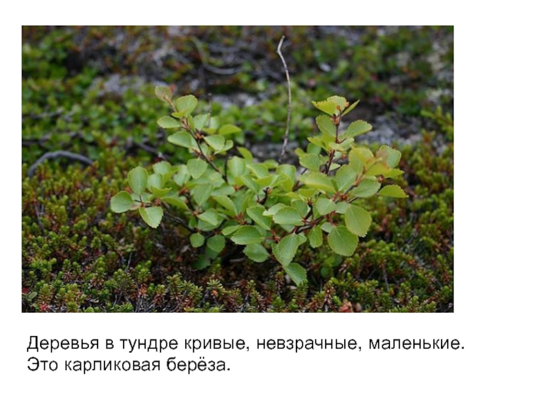 На следующей странице представлены фотографии песца карликовой березы сосны и бобра