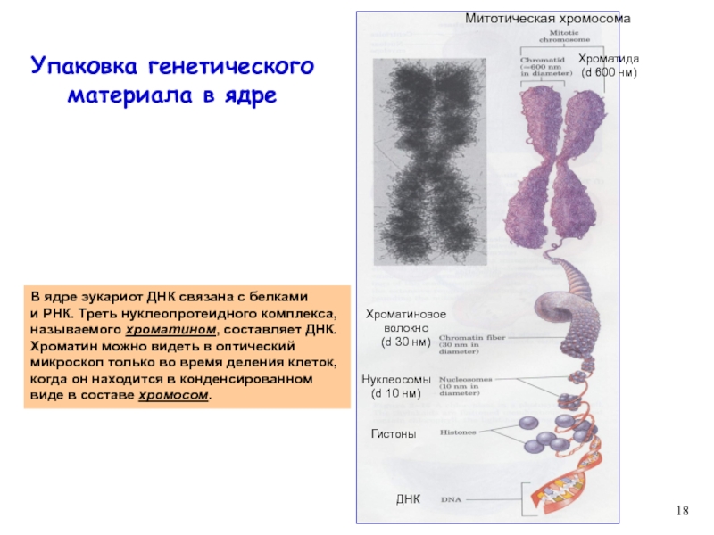 Наследственный материал ядра. Компактизация хромосом. Хроматин: уровни организации (упаковки) наследственного материала. Упаковка ДНК В хромосомах таблица. Схема упаковки ДНК В хромосоме.