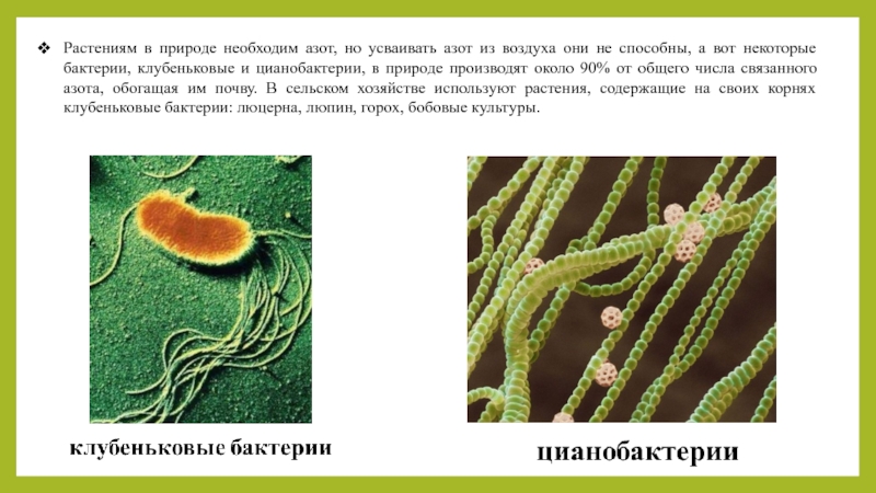 Растения усваивают азот из воздуха. Бактерии усваивают азот из воздуха. Цианобактерии и клубеньковые бактерии. Клубеньковые бактерии усваивают. Клубеньковые бактерии в природе.