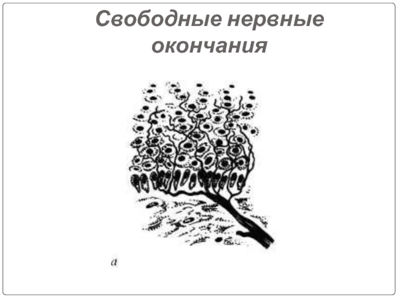 Нервные окончания. Неинкапсулированные нервные окончания. Свободные нервные окончания. Свободные нервные окончания строение. Свободные нервные окончания в эпителии рисунок.