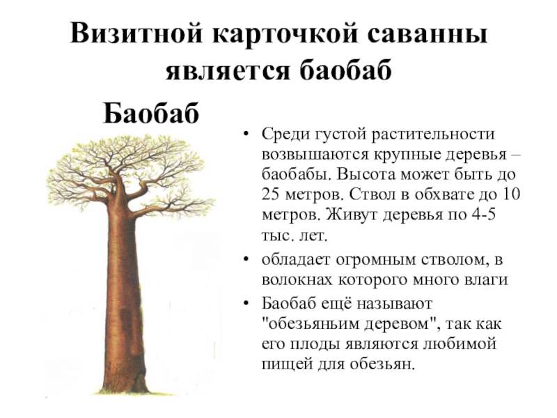 Воспользуйтесь текстом живет на свете баобаб ответы. Сообщение по биологии для 5 класса про баобаб. Факты о баобабе. Информация о дереве баобаб. Баобаб интересные факты для детей.