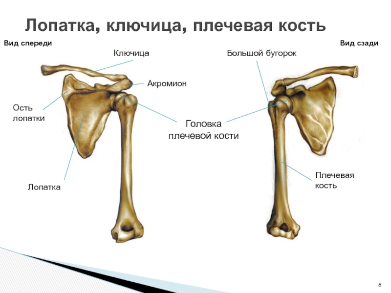 Где находится гребень. Малый бугорок головки плечевой кости. Гребень малого бугра плечевой кости. Бугорок плечевой кости анатомия. Малый бугорок плечевой кости анатомия.
