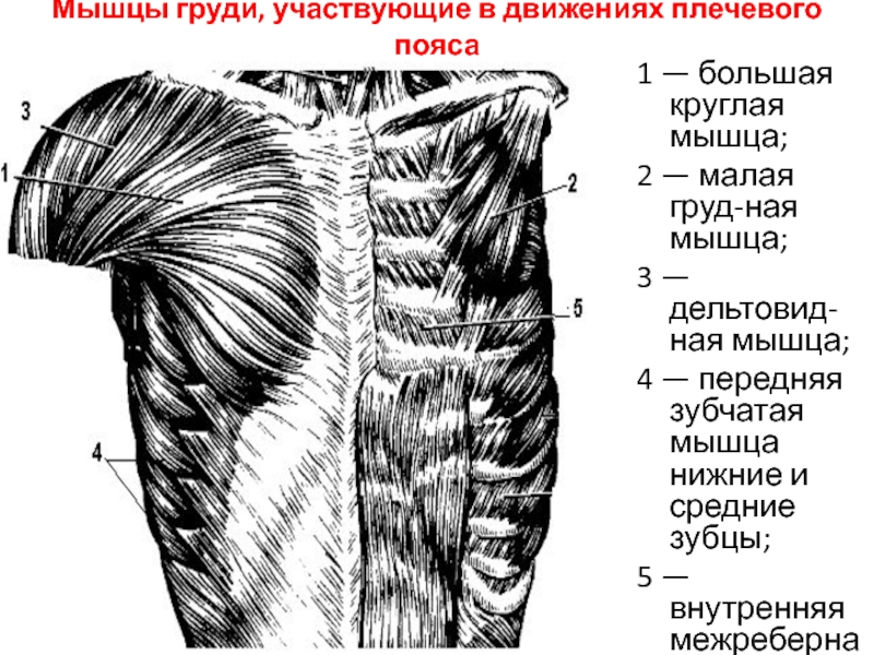 Мышцы грудной клетки. Большая грудная и передняя зубчатая мышцы. Мышцы груди и плечевого пояса. Передняя зубчатая мышца функции. Зубчатая мышца грудной.