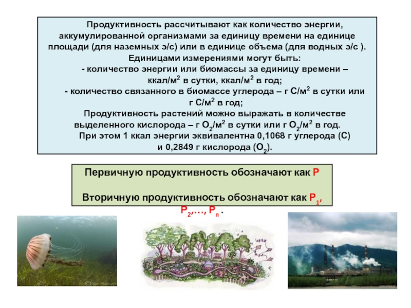 Самая высокая биомасса растений и продуктивность