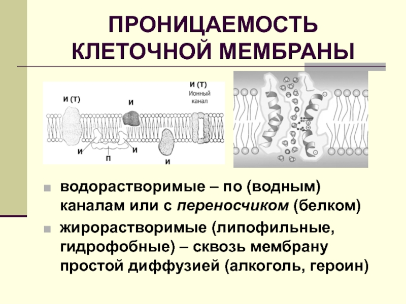 Непроницаемая оболочка. Проницаемость мембраны. Проницаемость биологических мембран. Изменение проницаемости клеточных мембран. Каковы клеточные условия по проницаемости мембраны?.