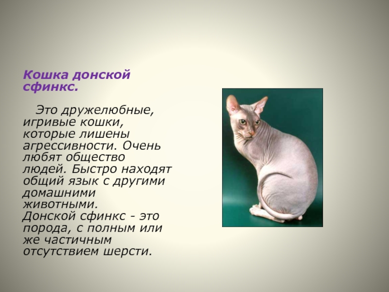 Сфинкс кошка презентация