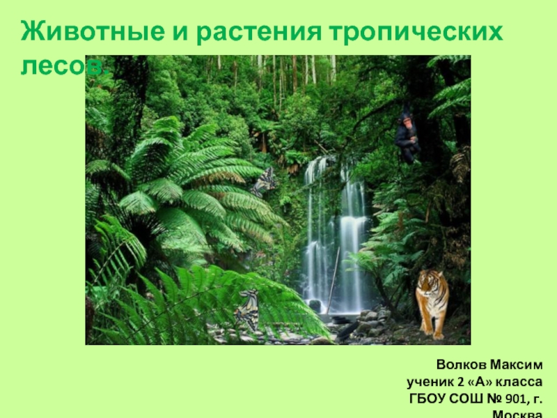 Презентация Животные и растения тропических лесов 2 класс