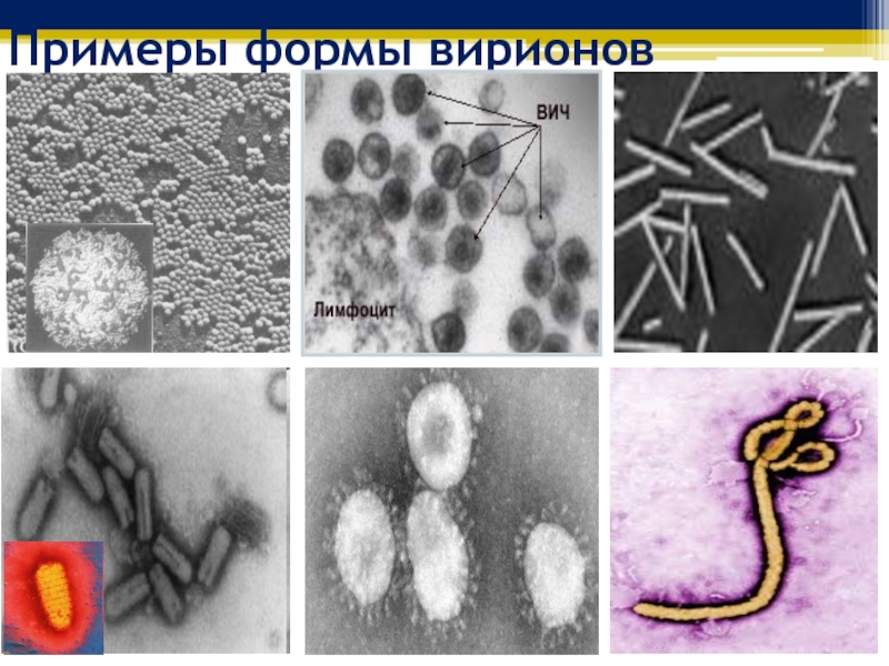 Рисунки различных форм вирионов