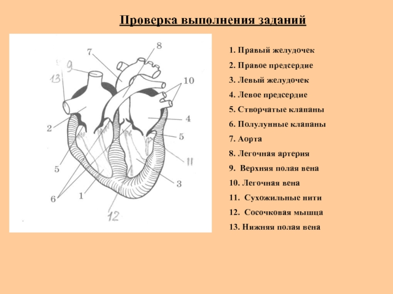 Левый желудочек на рисунке