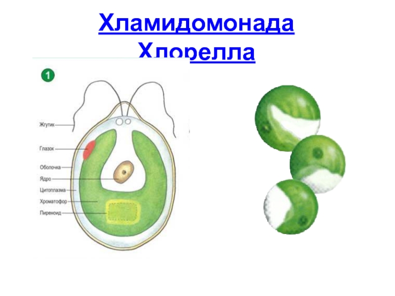 Строение водоросли хламидомонады. Xlamidonada xlorella. Хламидомонада и хлорелла. Одноклеточная водоросль хламидомонада. Хлорелла строение ЕГЭ.