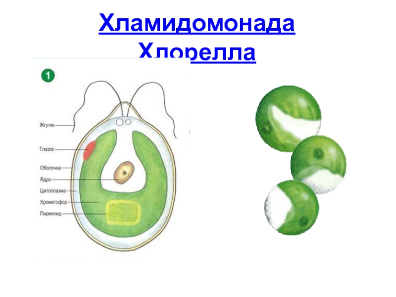 Хлорелла одноклеточная водоросль. Хламидомонада и хлорелла. Одноклеточная водоросль хламидомонада. Строение хламидомонады и хлореллы. Строение хламидомонады.