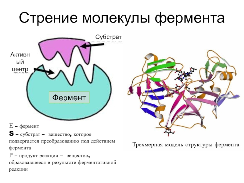 Молекула фермента. Молекулярное строение ферментов. Строение молекулы фермента. Строение ферментативных молекул. Структура молекулы фермента.