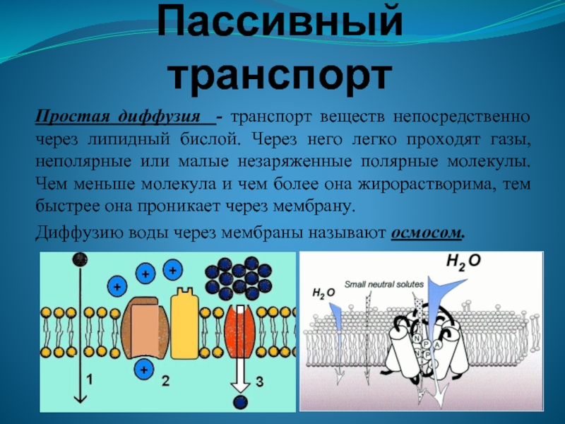 Осмос транспорт веществ. Пассивный транспорт простая диффузия. Пассивный котранспорт. Пассивная диффузия транспорт веществ. Транспорт через мембрану.