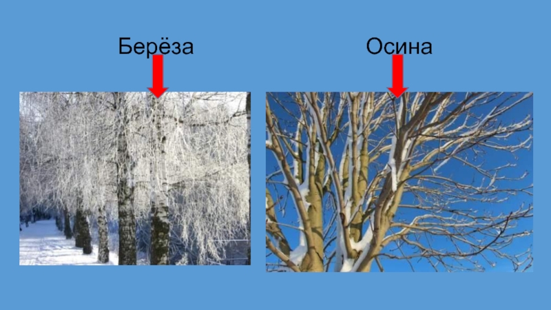 Как отличить зимний. Осина отличие от березы. Осина и береза зимой. Зима в мире растений 2 класс. Осина зимой.