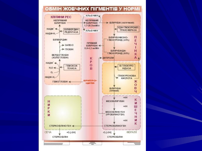 Желтухи биохимия презентация