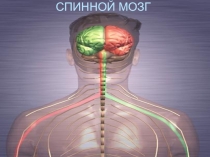 СПИННОЙ МОЗГ 