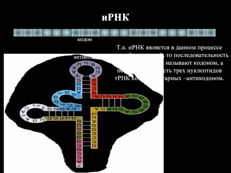 Биосинтез белка кодон. Кодоны ИРНК. Комплементарный кодон ИРНК. Антикодоны ТРНК антипараллельны кодонам ИРНК. Антикодон это последовательность трех нуклеотидов.