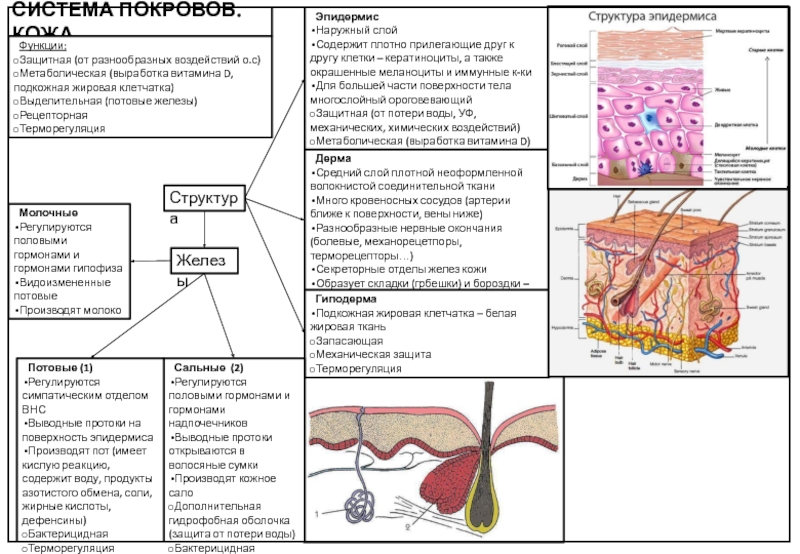 Много кожных желез. Эндокринная функция кожи. Терморегуляция слой кожи. Функции кожи: защитная, выделительная, рецепторная, теплоотдачи.. Подкожно жировая клетчатка строение и функции.