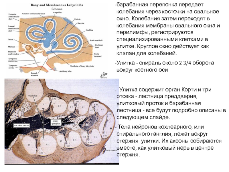 Схема строения преддверно улиткового органа