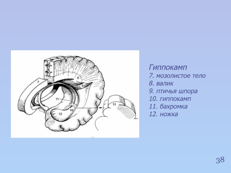 Мозолистое тело расположено